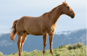 What does Collagen do for Horses?