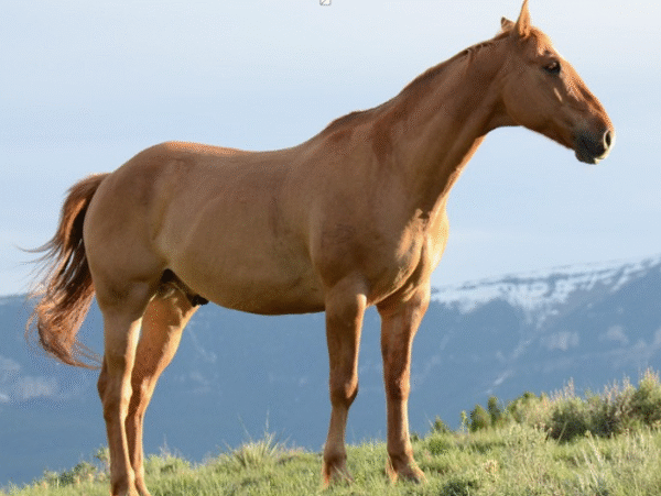 What does Collagen do for Horses?