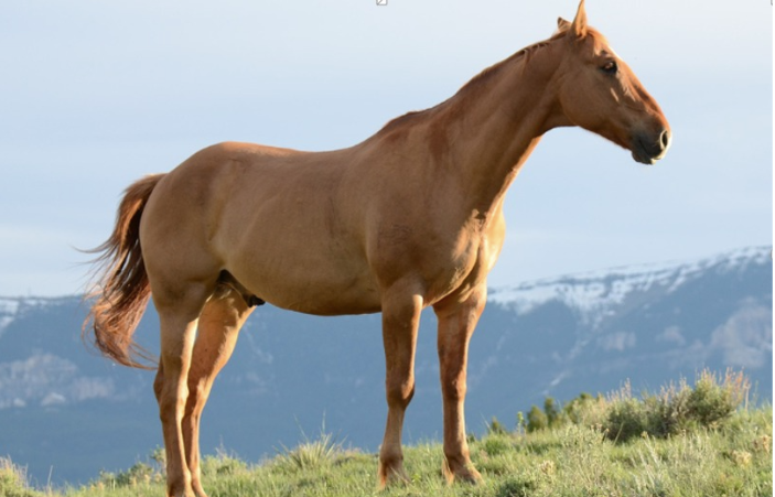 What does Collagen do for Horses?