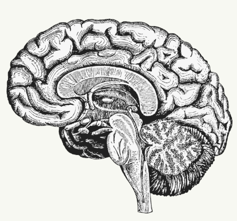 Deep Brain Reorientation: A Practical Guide to Mechanisms and Clinical Applications
