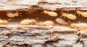 Why Florida's Humidity Keeps Termites Working Year-Round